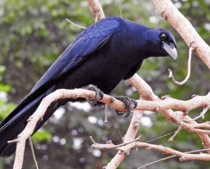 El cuervo sinaloense, le da nombre a dos pueblos de Sinaloa y un apellido
