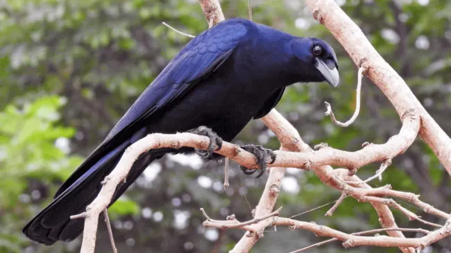 El cuervo sinaloense (Corvus sinaloae). Foto Cole Gaerber. eBird.org