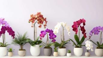 ¿Orquídeas en Jardín Botánico Culiacán? Vive el Festival de Flores