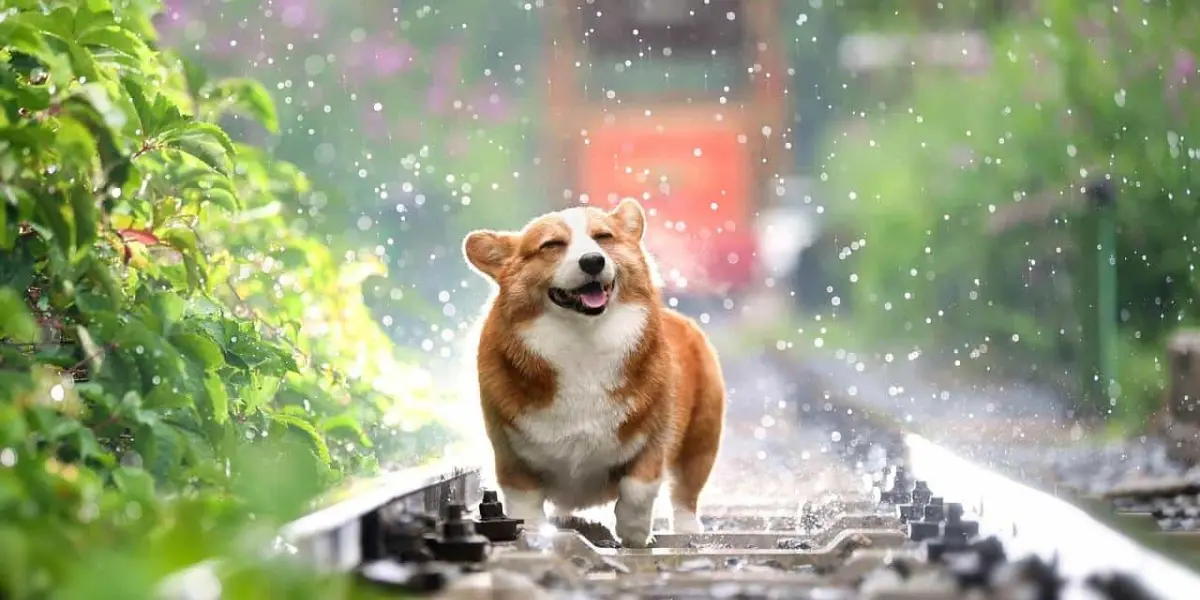 Perro corgi feliz. Foto Pixabay