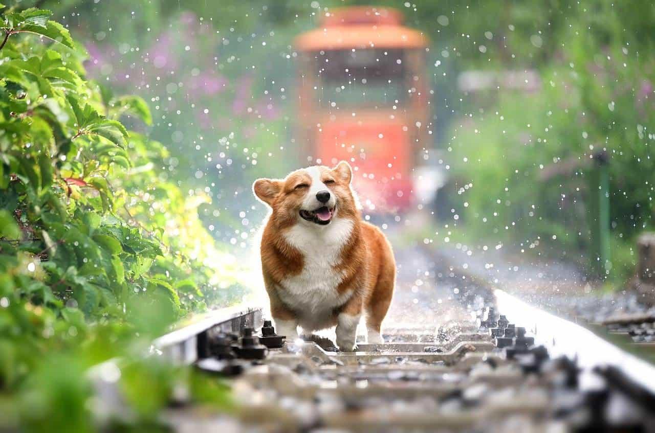 Perro corgi feliz. Foto Pixabay