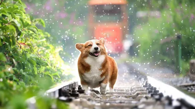 Perro corgi feliz. Foto Pixabay