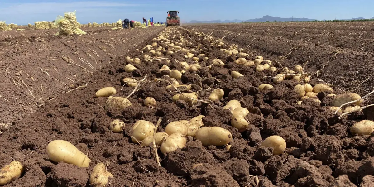 Cosecha de papa en el norte de Sinaloa