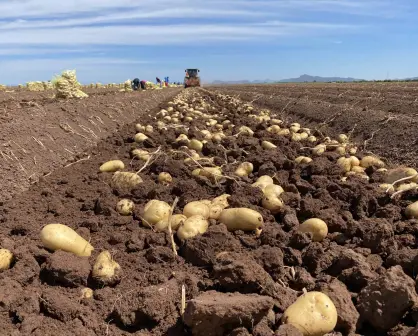 En Sinaloa hay papa para todo México, es el principal productor del país