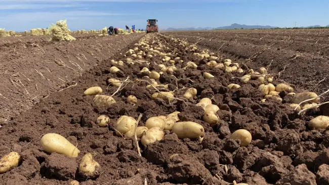 Cosecha de papa en el norte de Sinaloa