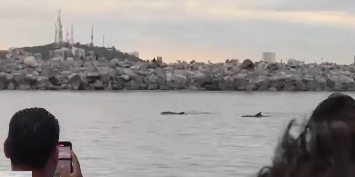 Delfines en Mazatlán.