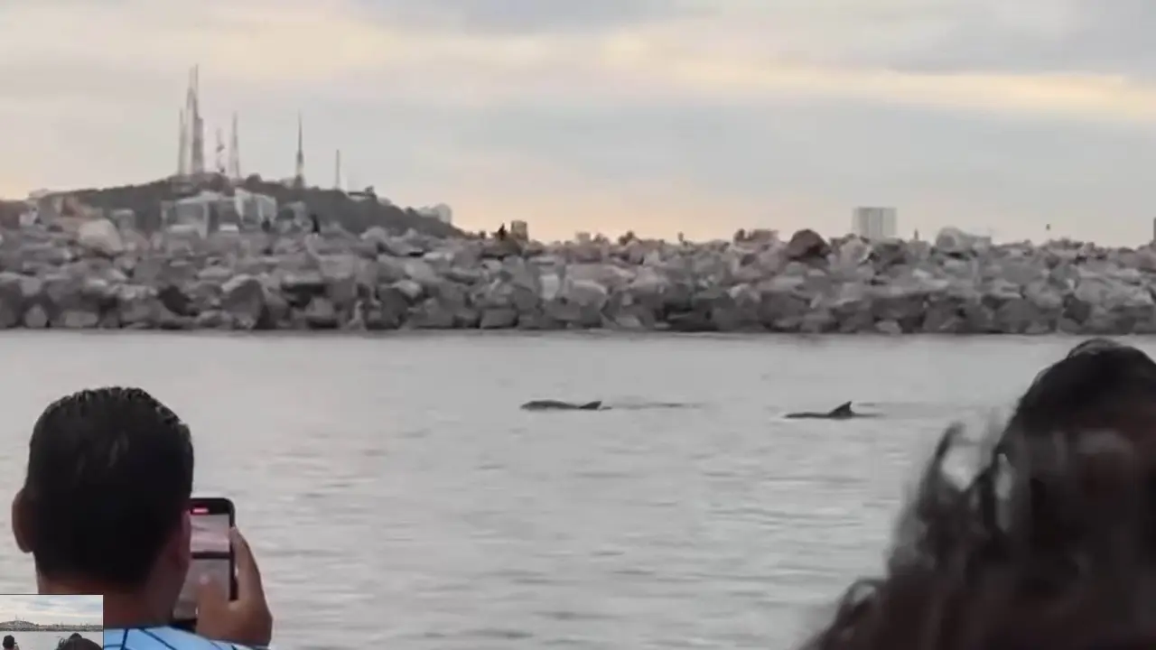 Delfines en Mazatlán.