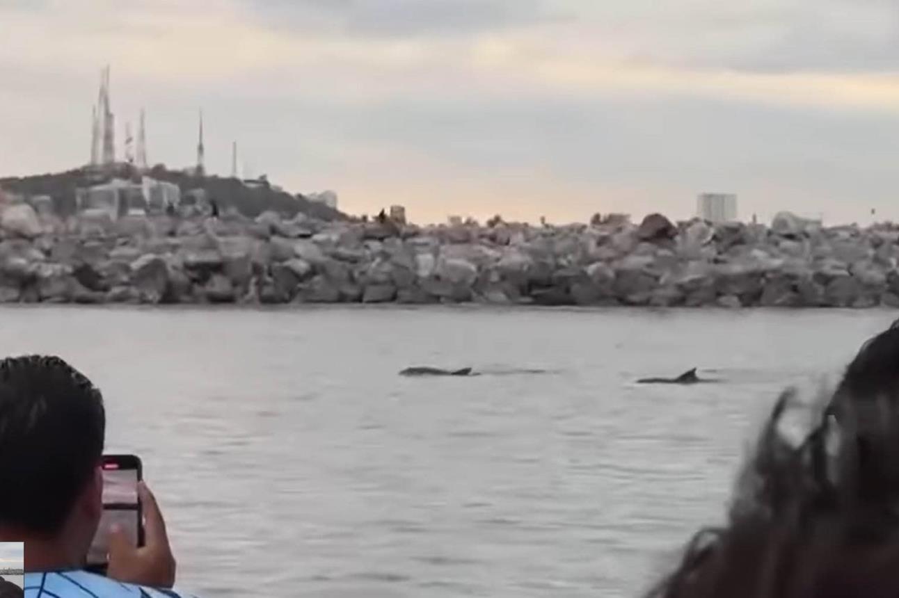 Delfines en Mazatlán.