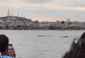 Video. Aparecen delfines en el Faro de Mazatlán y sorprenden a turistas