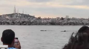Video. Aparecen delfines en el Faro de Mazatlán y sorprenden a turistas