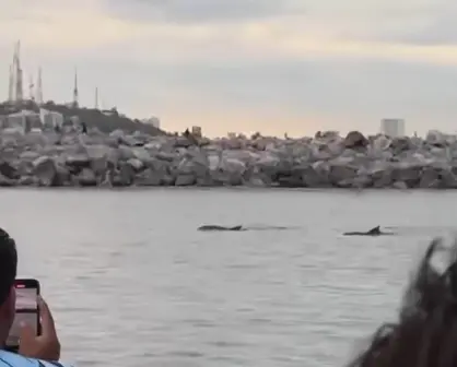 Video. Aparecen delfines en el Faro de Mazatlán y sorprenden a turistas