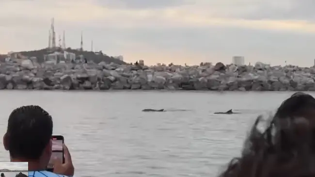 Delfines en Mazatlán.