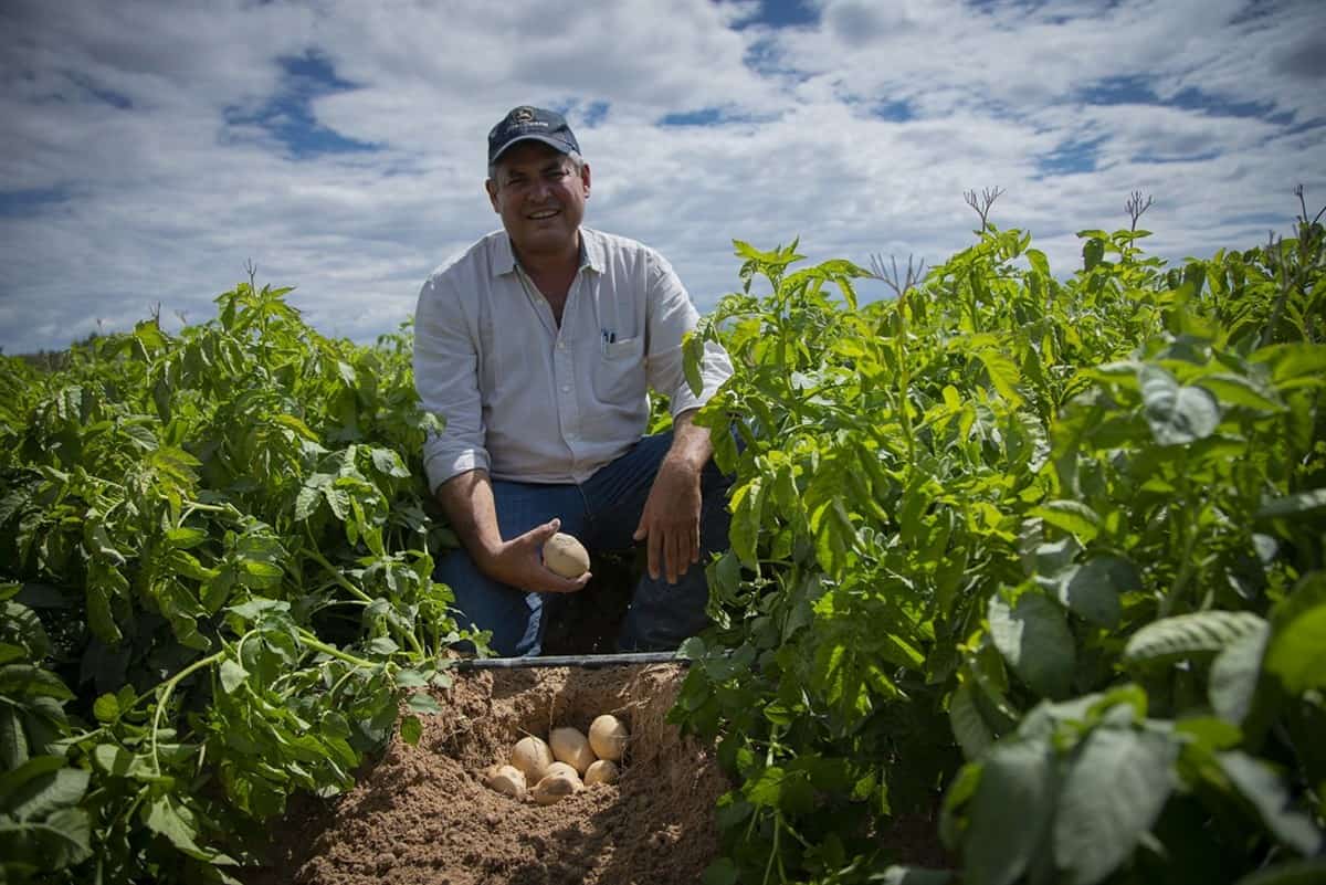 El cultivo de papa un pilar de la economía del norte de Sinaloa