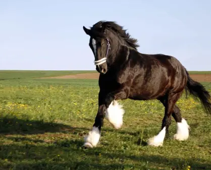 Festival Internacional del Caballo y su mundo en Guanajuato