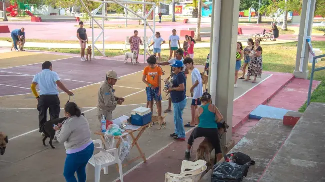Este fin de semana inician a poner vacunas contra la rabia para perros y gatos en Querétaro. Foto: Cortesía