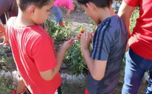 Taller gratuito para niños de Huerto Urbano Ecológico en Chihuahua; dónde inscribirse