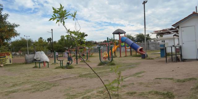 ¡Conciencia ambiental! Plantan esperanza en el Campo Deportivo de la colonia Buenos Aires en Culiacán