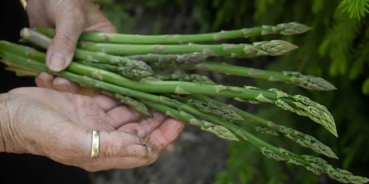 Productores de espárragos en México se capacitan para combatir al gusano cogollero.