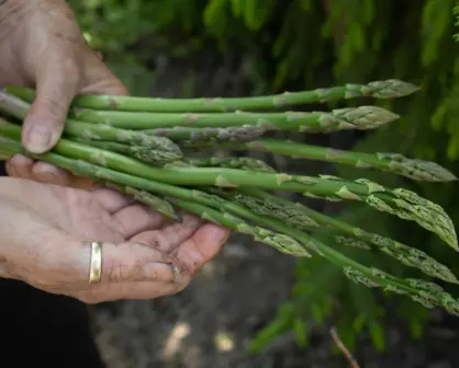 Productores de espárragos en México se capacitan para combatir al gusano cogollero