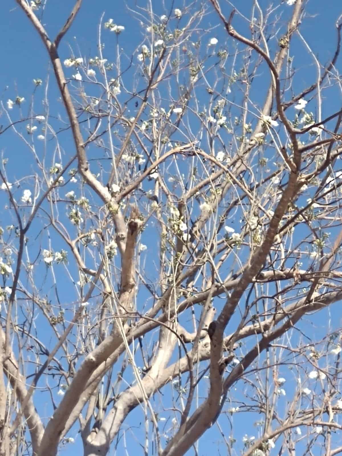Paloblanco un endémico árbol en Sinaloa