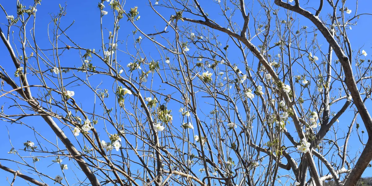 El Paloblanco es un árbol blanquecino que crece para embellecer los alrededores de Alturas del Sur.