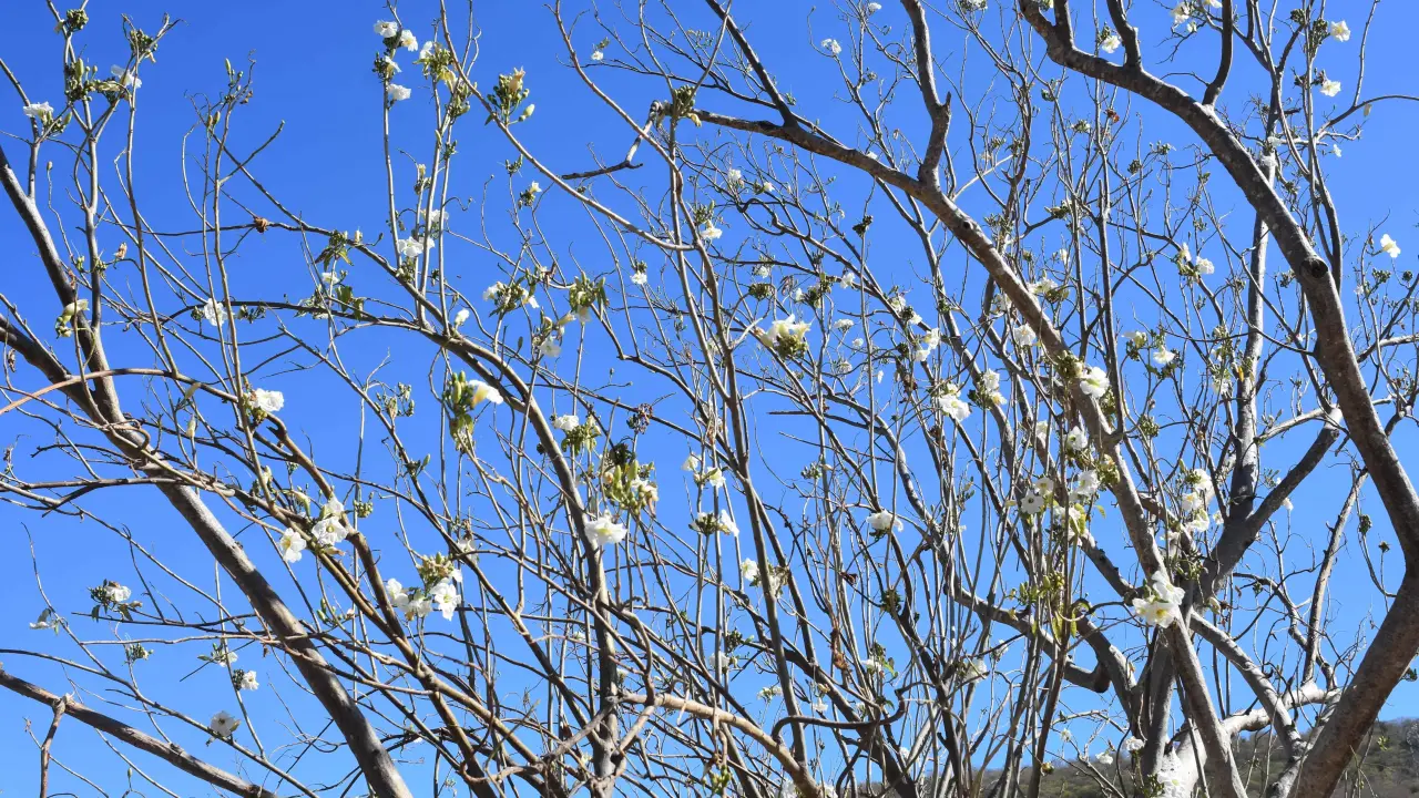 El Paloblanco es un árbol blanquecino que crece para embellecer los alrededores de Alturas del Sur.