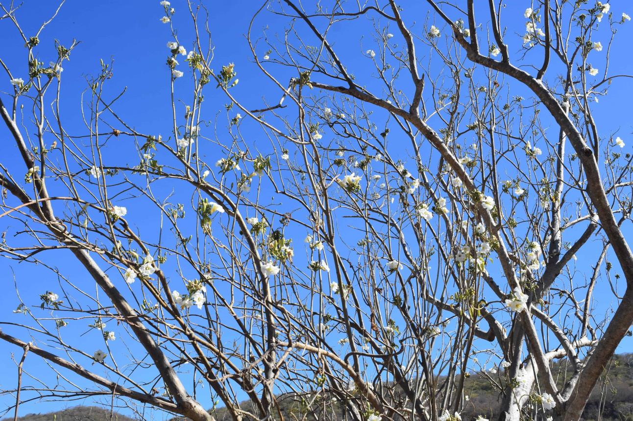 El Paloblanco es un árbol blanquecino que crece para embellecer los alrededores de Alturas del Sur.