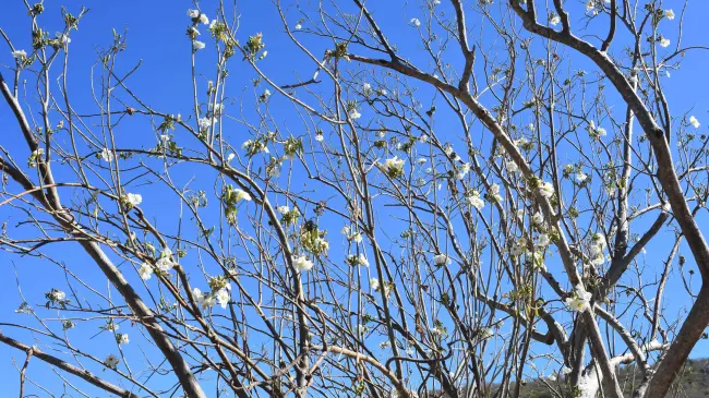 El Paloblanco es un árbol blanquecino que crece para embellecer los alrededores de Alturas del Sur.