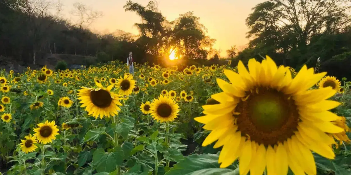 Recorre el Campo de Girasoles de Palmillas, en Mazatlán, en su temporada 2024. Foto: Agroturismo Mzt