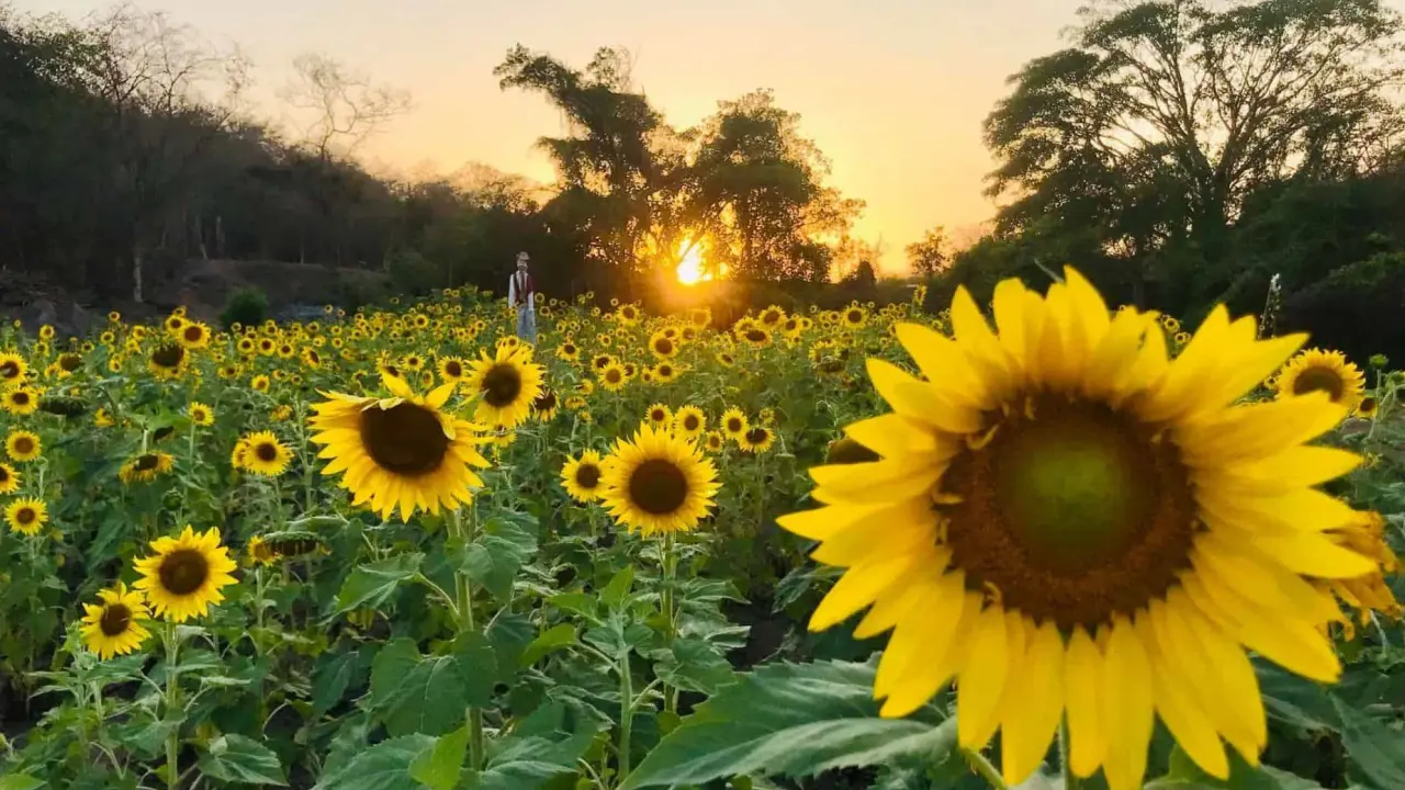 Recorre el Campo de Girasoles de Palmillas, en Mazatlán, en su temporada 2024. Foto: Agroturismo Mzt