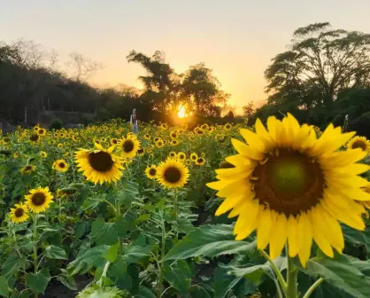 Ya inició la temporada 2024 del Campo de Girasoles de Palmillas, en Mazatlán: Horarios