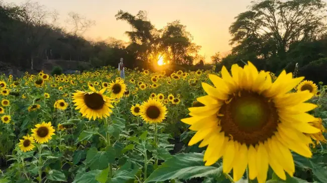 Recorre el Campo de Girasoles de Palmillas, en Mazatlán, en su temporada 2024. Foto: Agroturismo Mzt
