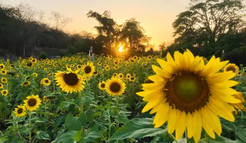 Recorre el Campo de Girasoles de Palmillas, en Mazatlán, en su temporada 2024. Foto: Agroturismo Mzt