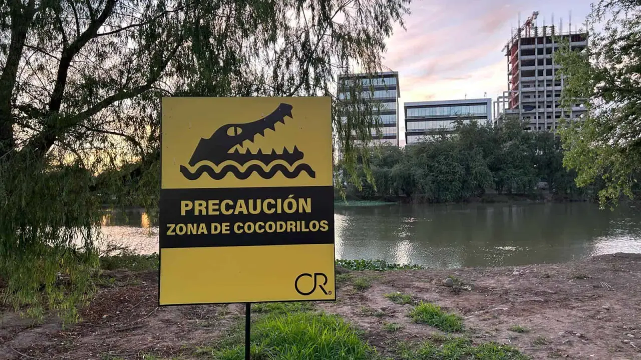 Los cocodrilos tienen un tamaño aproximado de 90 a 180 centímetros | Imagen cortesía