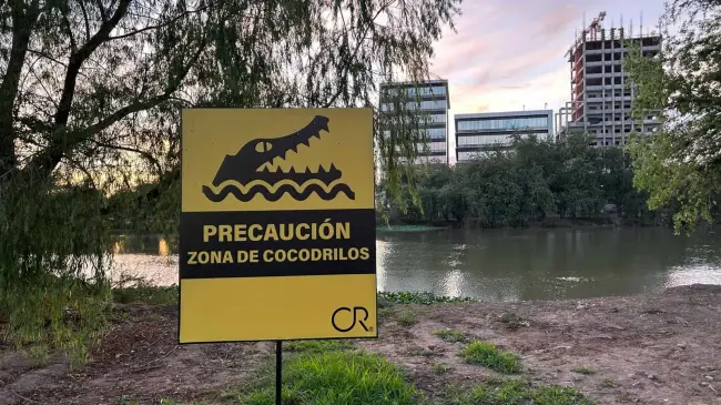 Los cocodrilos tienen un tamaño aproximado de 90 a 180 centímetros | Imagen cortesía