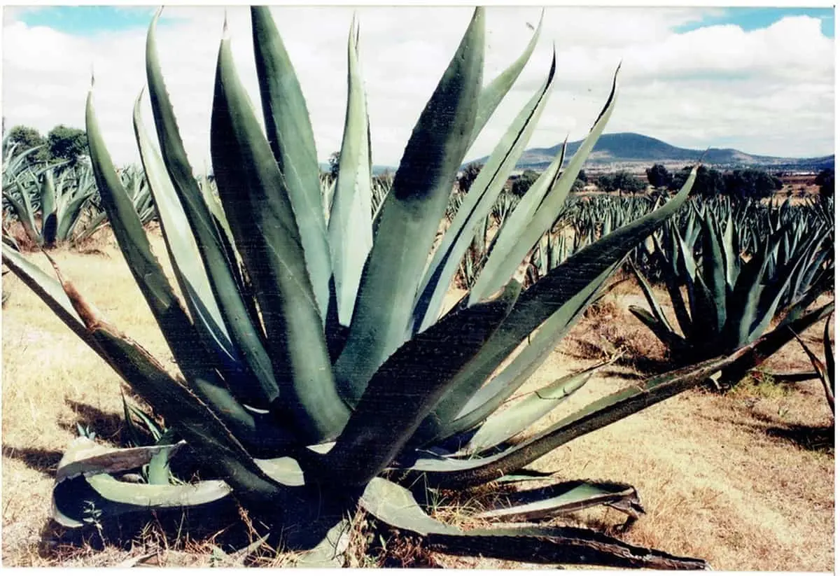 Maguey