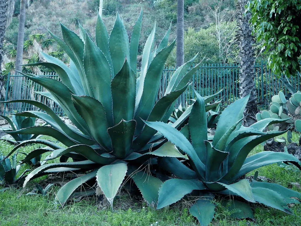 Declaran el 4 de marzo como Día del Maguey en Hidalgo. Foto Dos Cuerpos