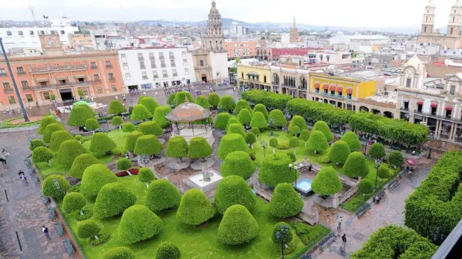 Árboles en plaza central de León, Guanajuato. Foto Gobierno