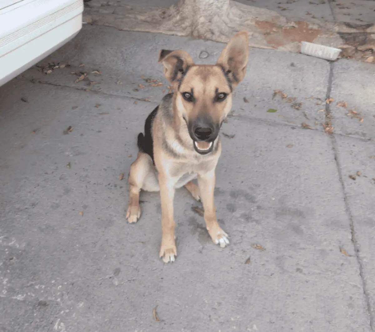 Perrita en búsqueda de hogar. Foto Grupo FB Ayuda y adopción de perros en León Gto