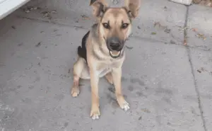 Grupo de Adopción de perros en Guanajuato