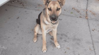 Grupo de Adopción de perros en Guanajuato