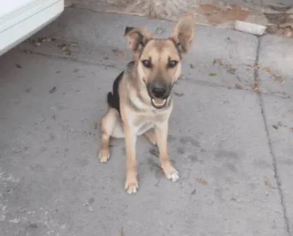 Grupo de Adopción de perros en Guanajuato