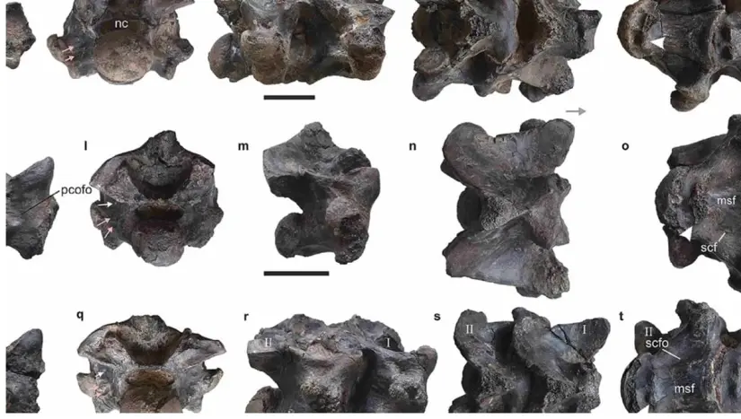 Los arqueólogos Debajit Datta y Sunil Bajpai, del Instituto de Tecnología Roorkee en India, descubrieron 27 vértebras de este reptil 