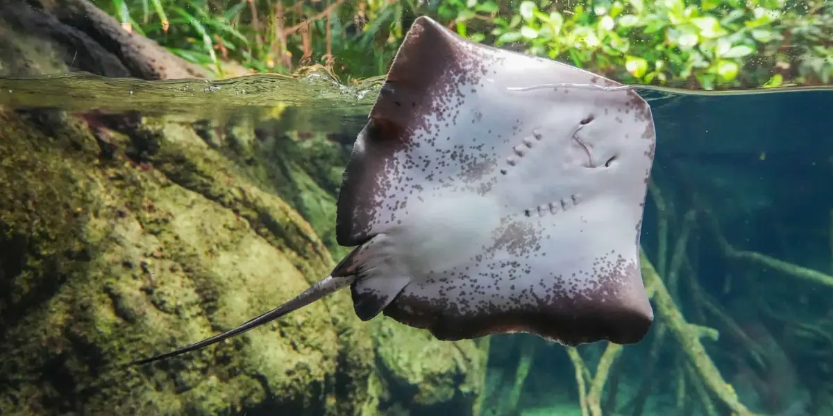 Mantarayas. Foto: Enrique Ortega Miranda