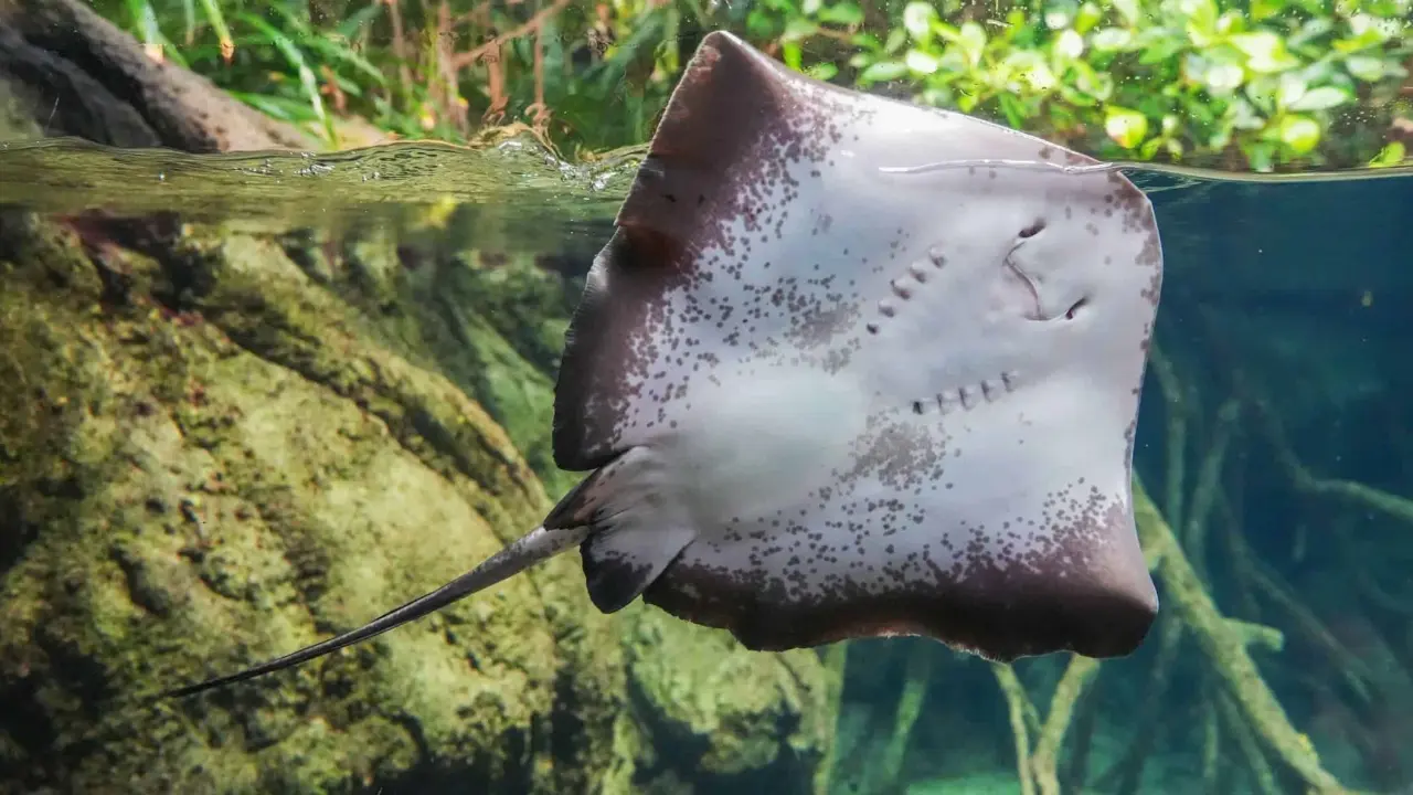 Mantarayas. Foto: Enrique Ortega Miranda