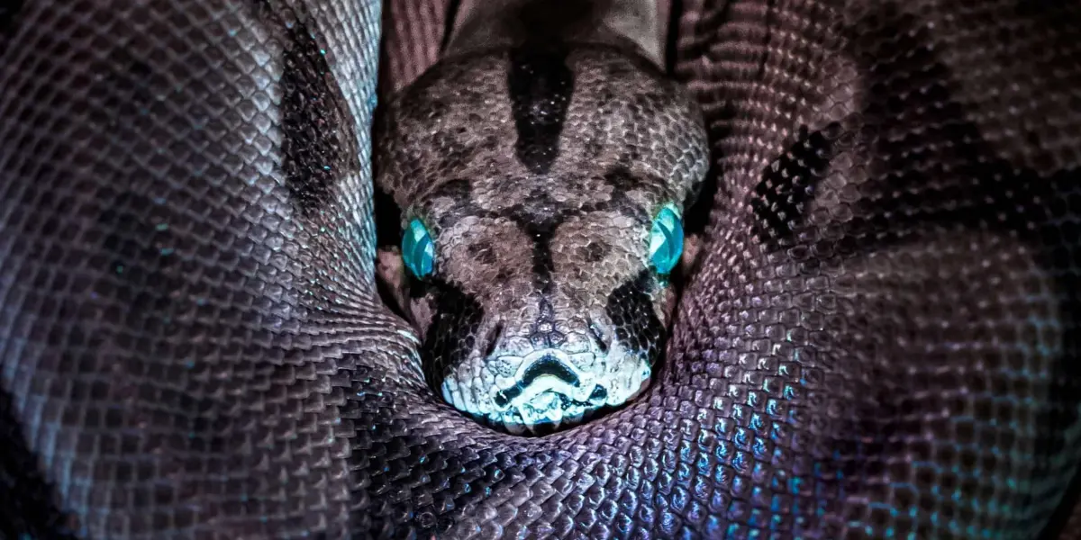 Serpiente, foto temática.