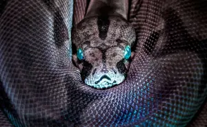 Descubren en la India asombrosa serpiente que mide 15 metros y pesaba una tonelada