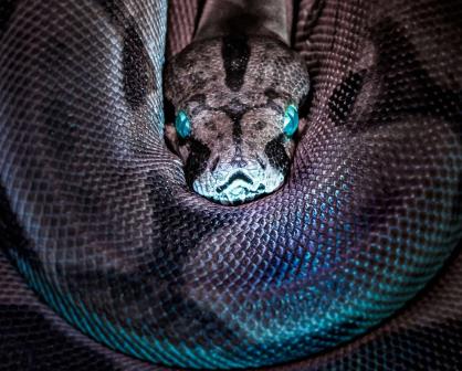 Descubren en la India asombrosa serpiente que mide 15 metros y pesaba una tonelada