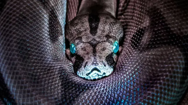 Serpiente, foto temática.