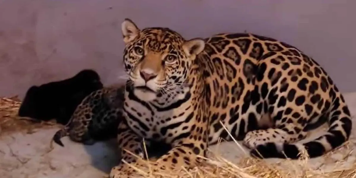 Tres jaguares; los nuevos habitantes del Zoológico de Chapultepec.